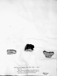 Bjerkandera adusta image